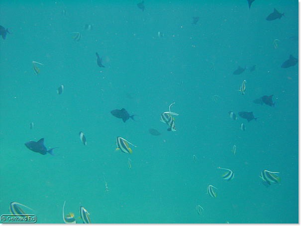 fische_216.jpg