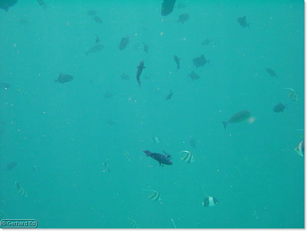 fische_217.jpg