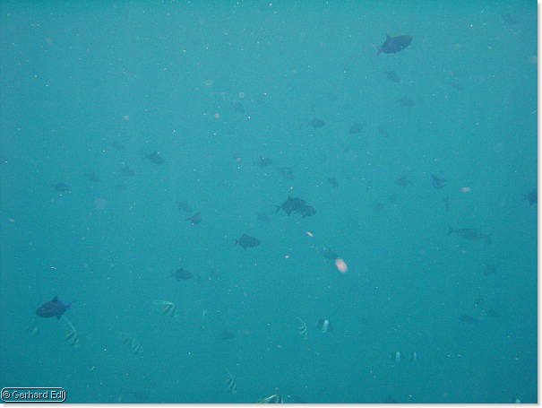 fische_218.jpg