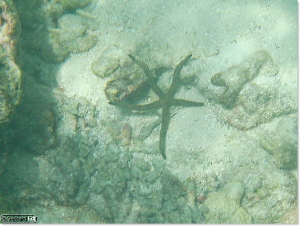 fische_224.jpg