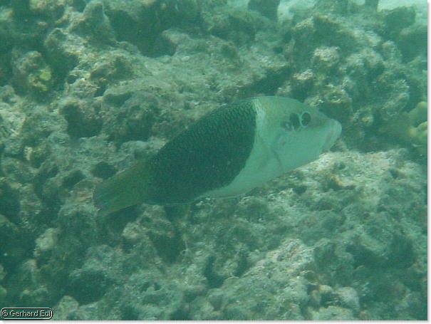 fische_235.jpg