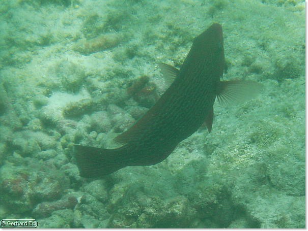 fische_240.jpg