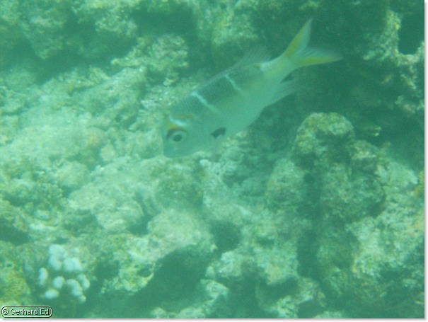 fische_243.jpg