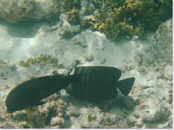 fische_245.jpg