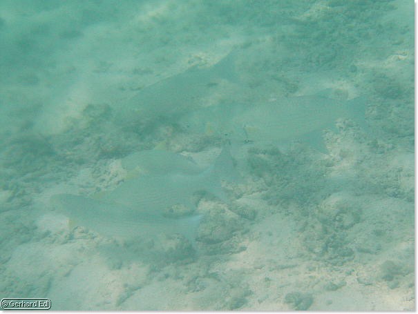 fische_246.jpg