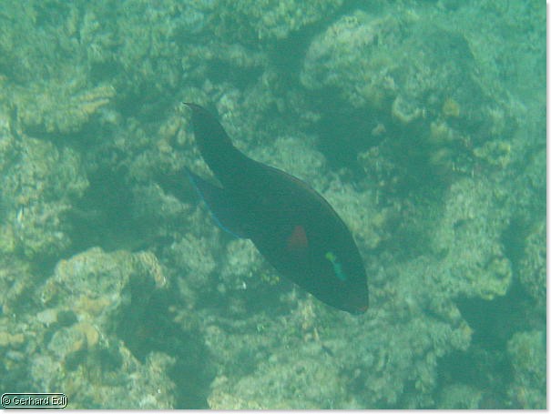 fische_249.jpg