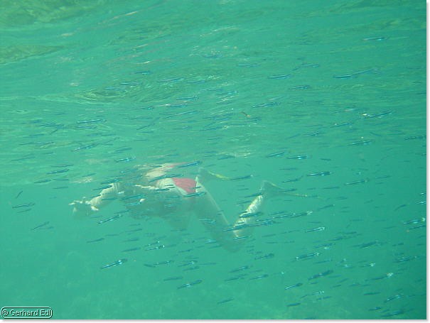 fische_261.jpg