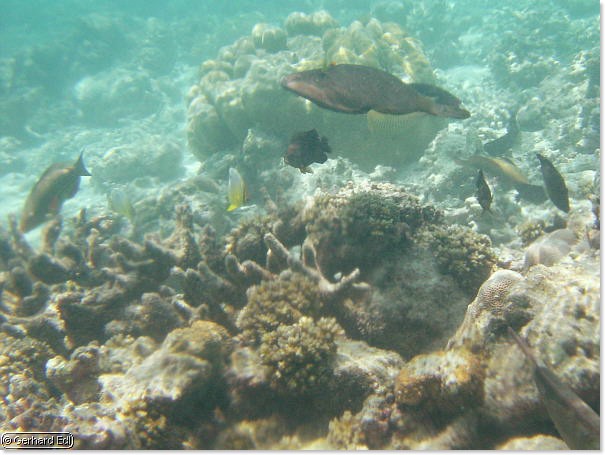 fische_267.jpg