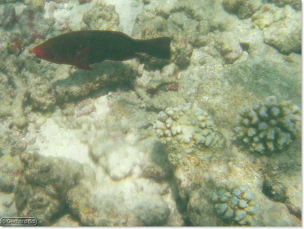 fische_269.jpg