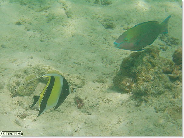 fische_280.jpg
