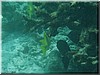 fische_036.jpg