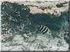 fische_059.jpg