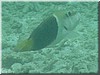 fische_089.jpg