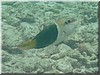fische_090.jpg