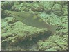 fische_124.jpg