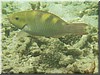 fische_125.jpg