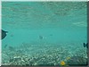 fische_135.jpg