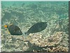fische_136.jpg