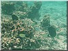 fische_137.jpg
