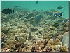 fische_138.jpg