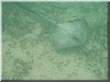 fische_140.jpg