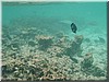 fische_144.jpg