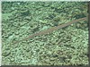 fische_145.jpg