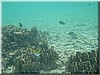 fische_172.jpg