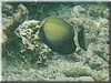 fische_174.jpg