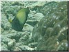 fische_175.jpg