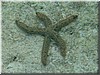 fische_179.jpg