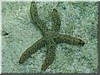 fische_180.jpg