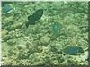 fische_185.jpg