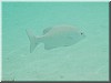 fische_186.jpg