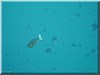 fische_189.jpg