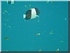 fische_190.jpg