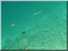 fische_191.jpg