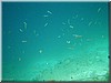 fische_192.jpg