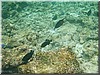 fische_193.jpg