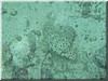 fische_202.jpg