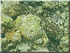 fische_203.jpg