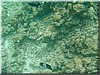 fische_206.jpg