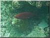 fische_214.jpg