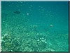 fische_215.jpg