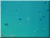 fische_216.jpg