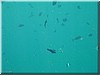 fische_217.jpg