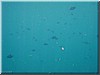 fische_218.jpg