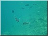 fische_221.jpg