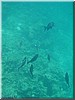 fische_225.jpg