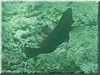 fische_240.jpg